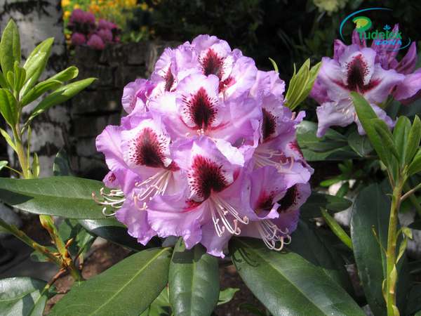Rhododendron Alexis
